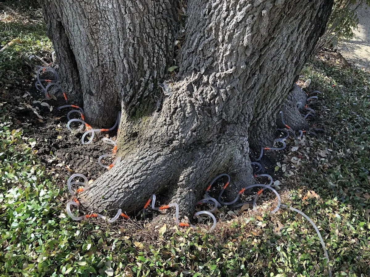 Detailed Tree Cabling and Bracing job site in Broken Bow