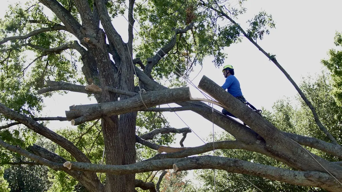 Professional Crown Thinning performed by certified arborists in Broken Bow
